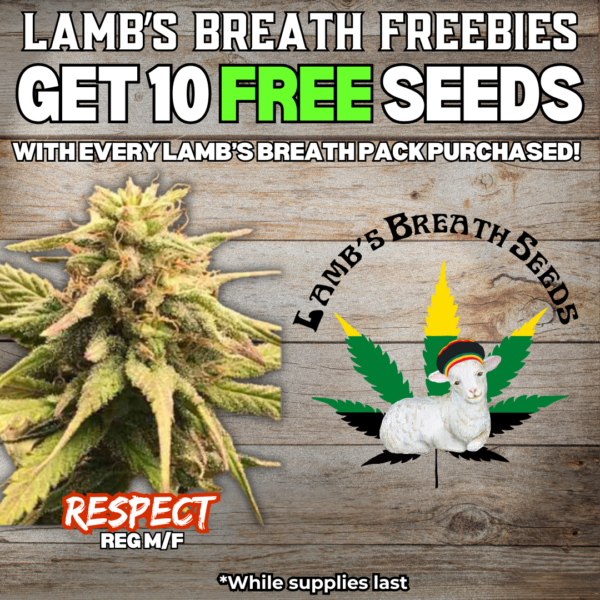 Lamb's Breath Seeds's promotional image