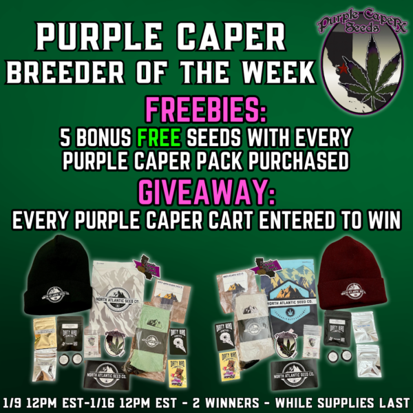 Purple Caper Seeds's promotional image