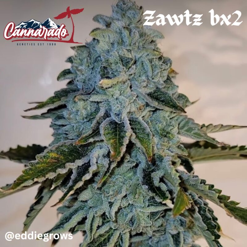 Cannarado Genetics > Zawtz Bx2