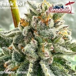 Cannarado Genetics > Funk Bot