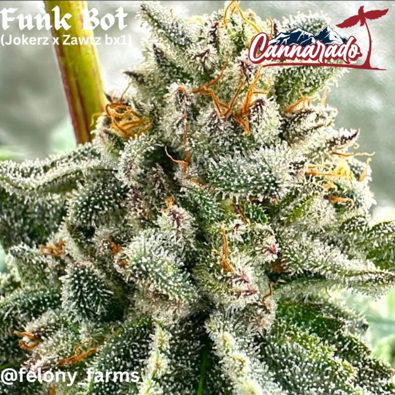 Cannarado Genetics > Funk Bot