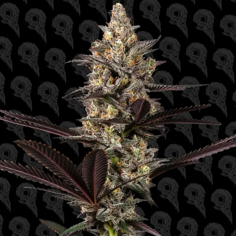 mezzaluna cannabis seeds by dirty bird genetics