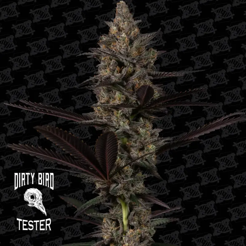 Dirty Bird Genetics > Mezzaluna Tester