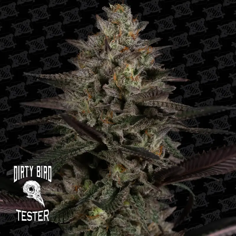 Dirty Bird Genetics > Mezzaluna Tester