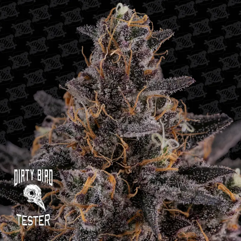 Dirty Bird Genetics > Mezzaluna Tester