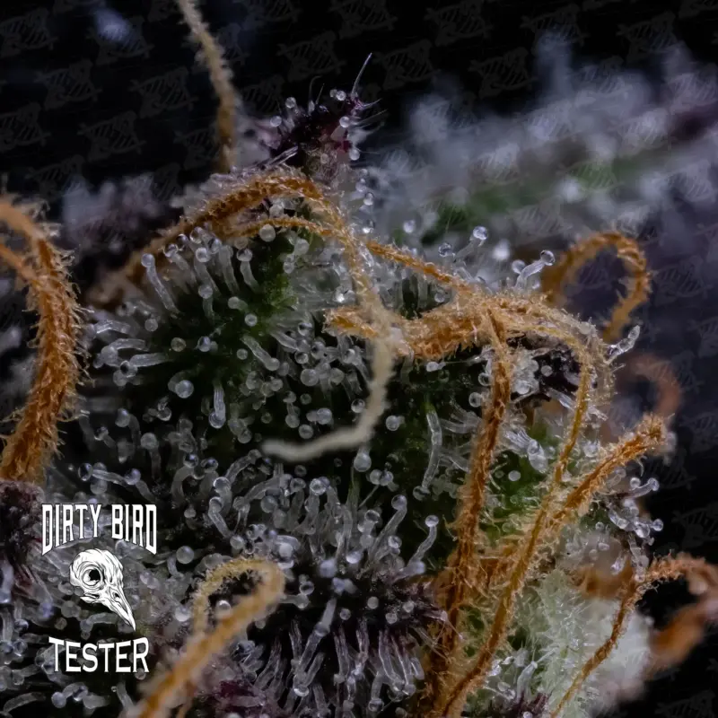 Dirty Bird Genetics > Mezzaluna Tester