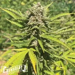 banana melt cannabis seeds by humboldt seed co