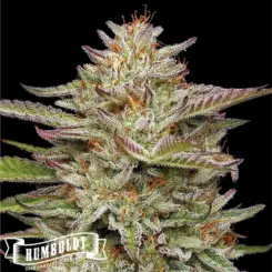 banana og cannabis seeds by humboldt seed co