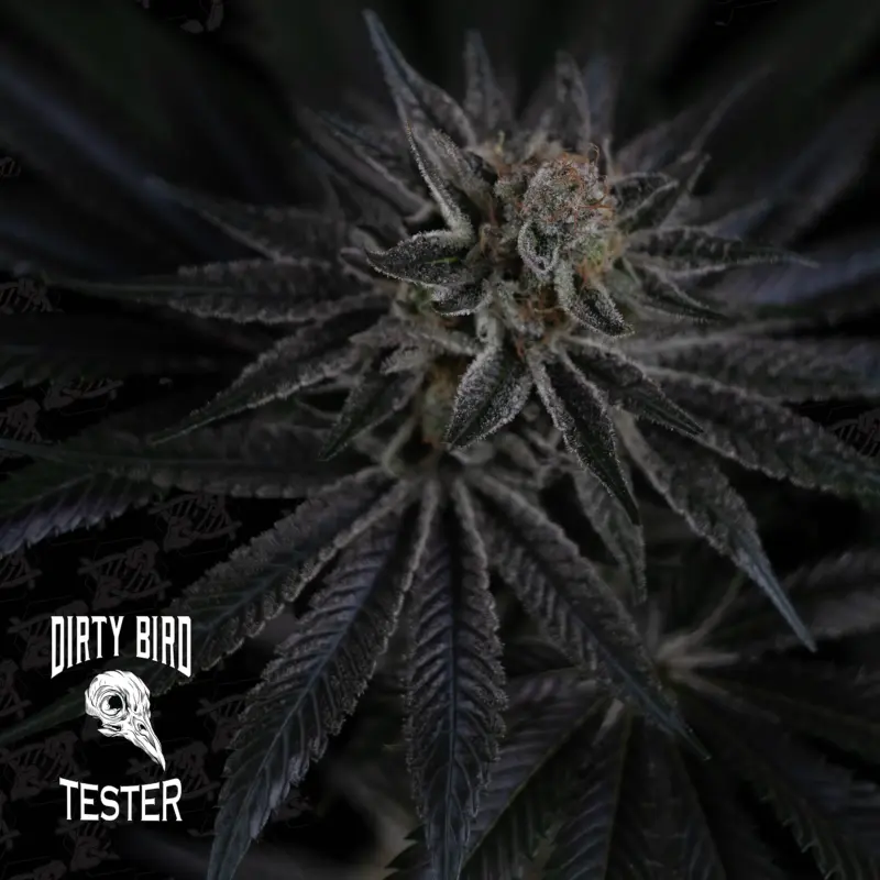 Bloody Murder Tester by Dirty Bird Genetics