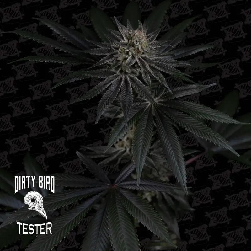 Bloody Murder Tester by Dirty Bird Genetics