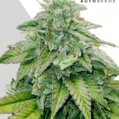 Bruce Banner Auto by Auto Seeds