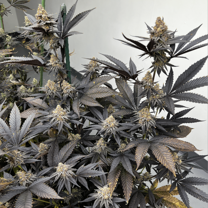 Dense cannabis plant with dark green and purple-hued leaves and numerous clusters of mature buds. The backdrop highlights **The Brunch S1 (F)** strain’s vibrant colors against a neutral, plain background.