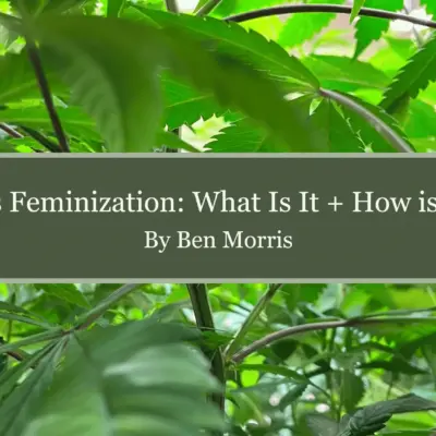 What is Cannabis Feminization How to Feminize Seeds