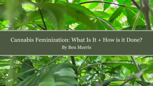 What is Cannabis Feminization How to Feminize Seeds