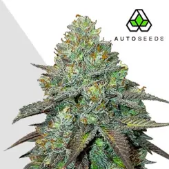 gelato autoflower cannabis seeds by auto seeds