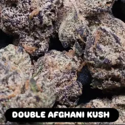 In House Genetics Double Afghani Kush Cannabis Seeds