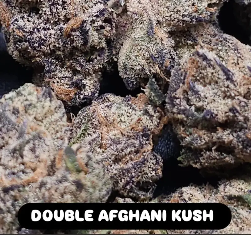 In House Genetics Double Afghani Kush Cannabis Seeds