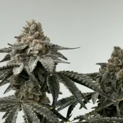 Mosca Seeds > Root Beer Mac Bx1 Cannabis Seeds