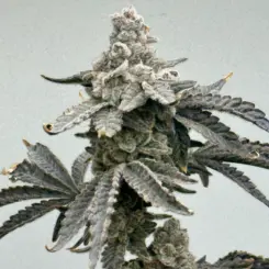 Mosca Seeds > Root Beer Mac S1 cannabis seeds