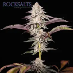 Romulan Genetics > Rockslats F1