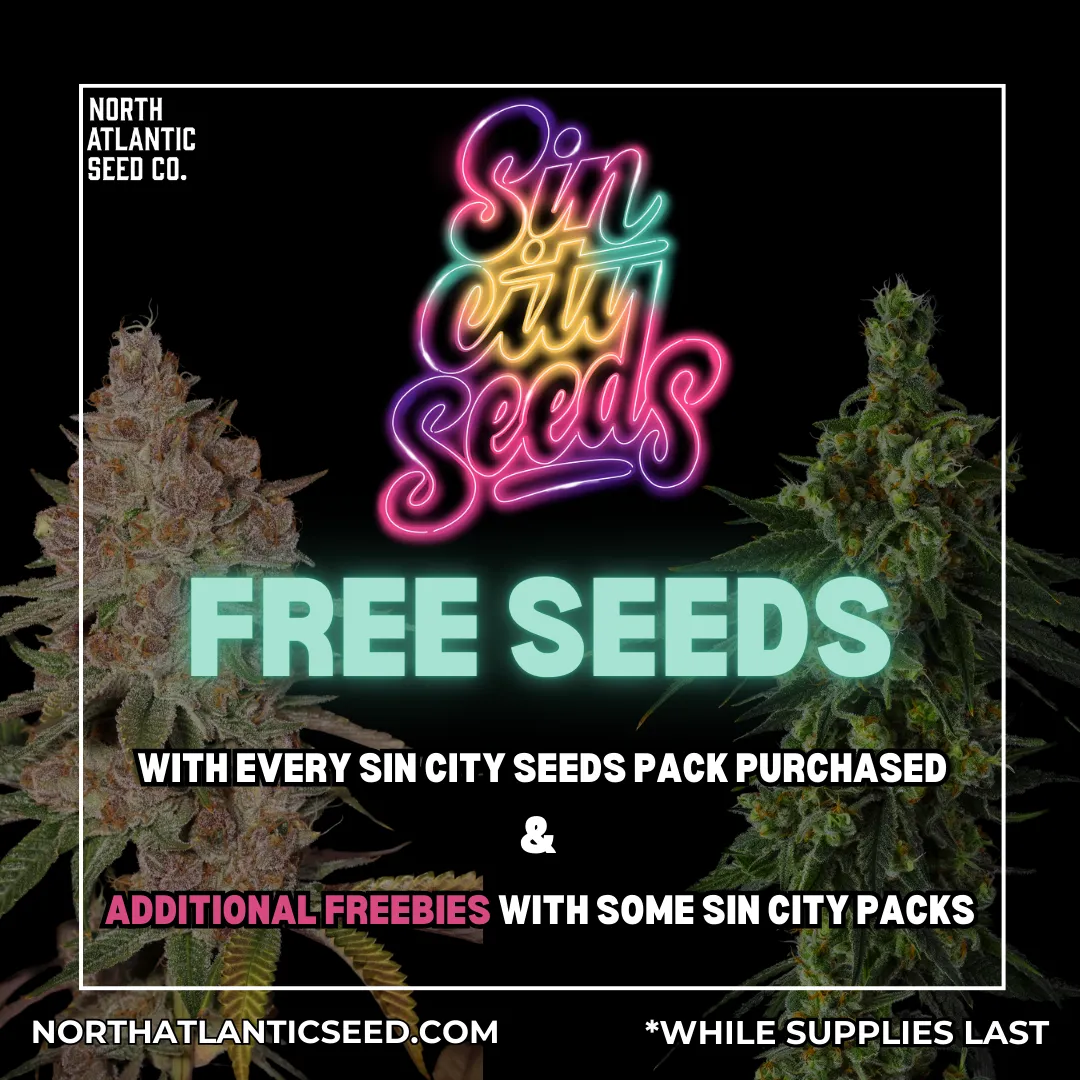 Sin City Seeds cannabis seeds