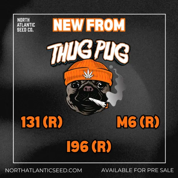 Thug Pug's logo or representative image