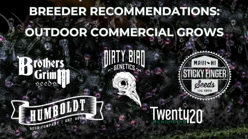 Outdoor Cannabis Seeds: Breeder Recommendations for Commercial Growers