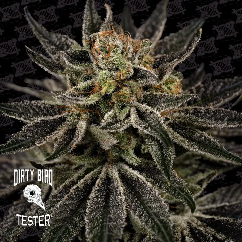 bloody murder tester cannabis seeds by dirty bird genetics