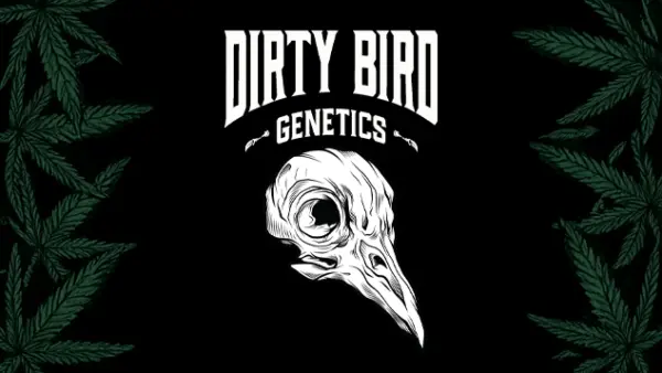 Dirty Bird Genetics interview