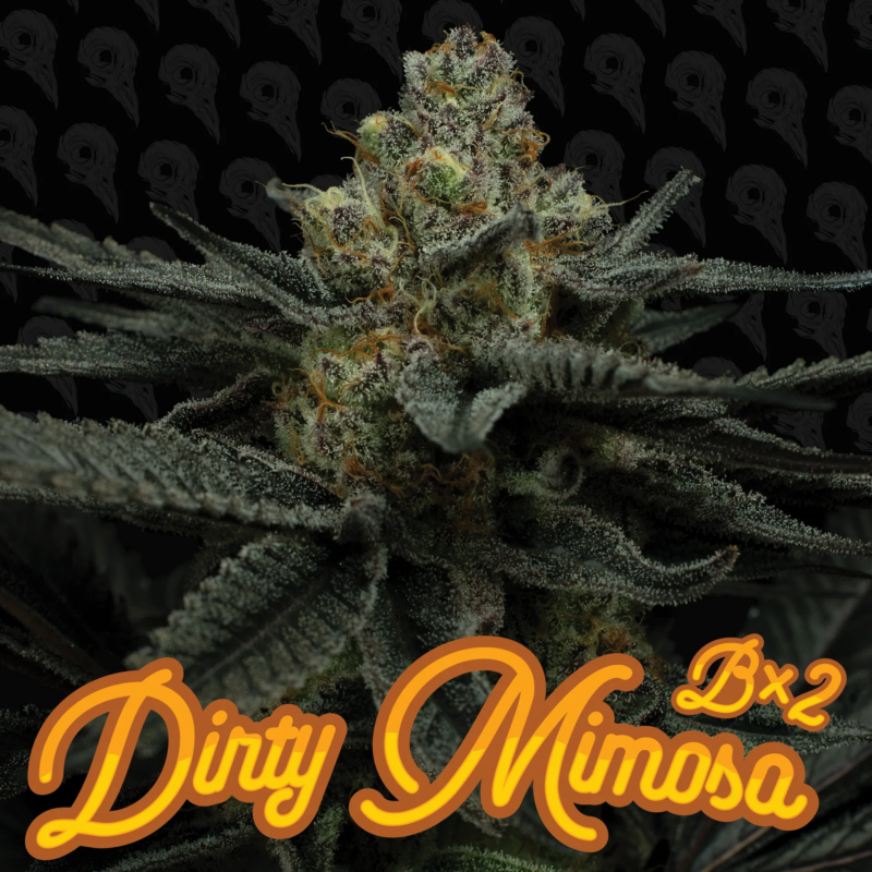 Dirty Bird Genetics > Dirty Mimosa Bx2