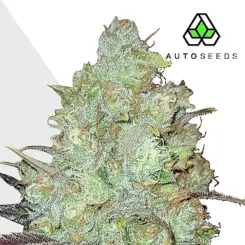 granddaddy purple autoflower cannabis seeds by auto seeds