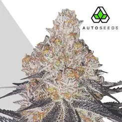 permanent market autoflower cannabis seeds by auto seeds