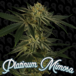 Dirty Bird Genetics > Platinum Mimosa