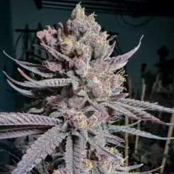 ripe feminized cannabis seeds by solfire gardens