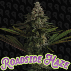 Dirty Bird Genetics > Roadside Haze