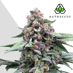 permanent marker autoflower cannabis seeds by auto seeds