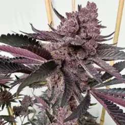 strawmatta fx3 feminized cannabis seeds by solfire gardens