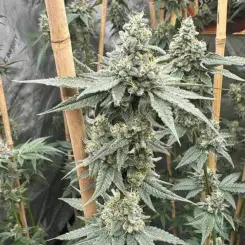 sundae supper feminized cannabis seeds by solfire gardens