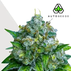 zkittelz autoflower cannabis seeds by auto seeds