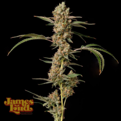 James Loud Genetics > Banana Punch OG Auto