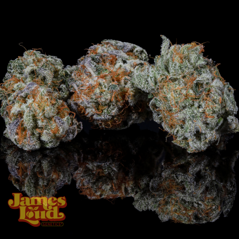 James Loud Genetics > Banana Punch OG Auto Bud