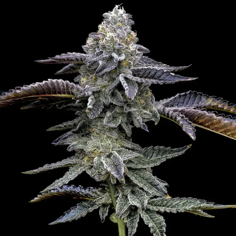 Barney's Farm Blue Dream Cannabis Seeds