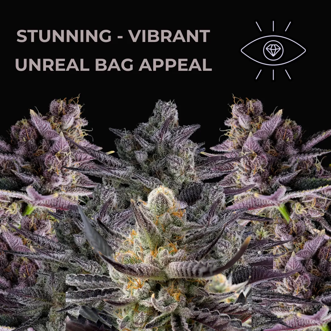 Cannabis Seeds with Vibrant Color/Sugar Production (Eye-Stoppers) cannabis seeds