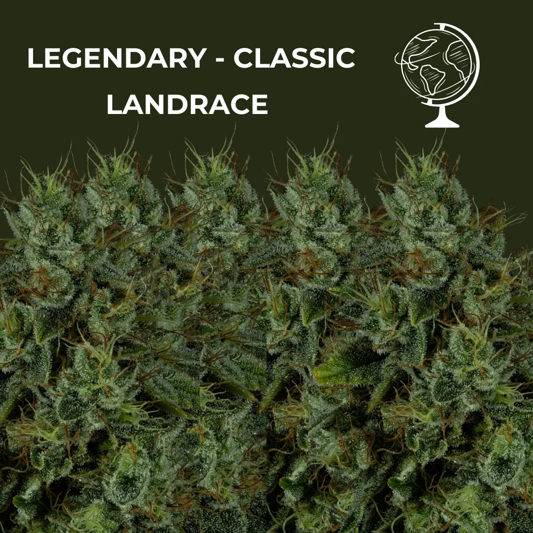 Classic Cannabis Seeds (Old School) cannabis seeds