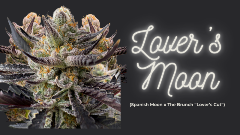 Customer Review: Lover’s Moon by Dirty Bird Genetics