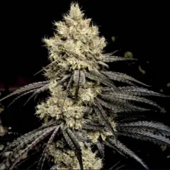 Ethos Genetics > Pillows R1 Cannabis Seeds