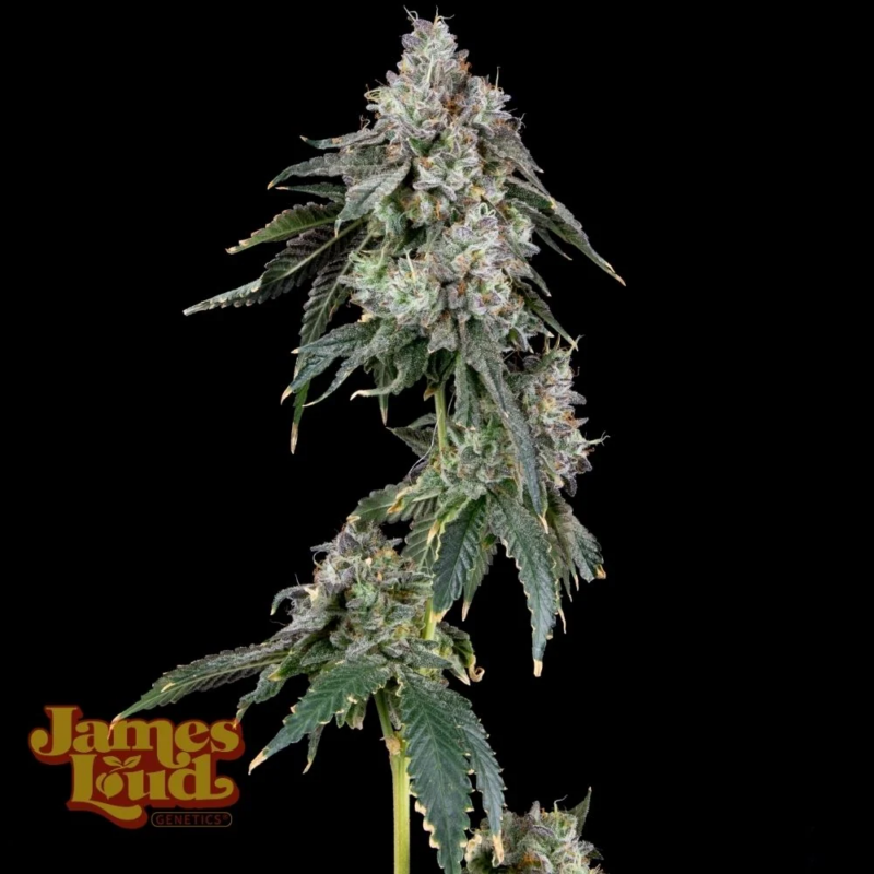 James Loud Genetics > Purple Punch OG Auto