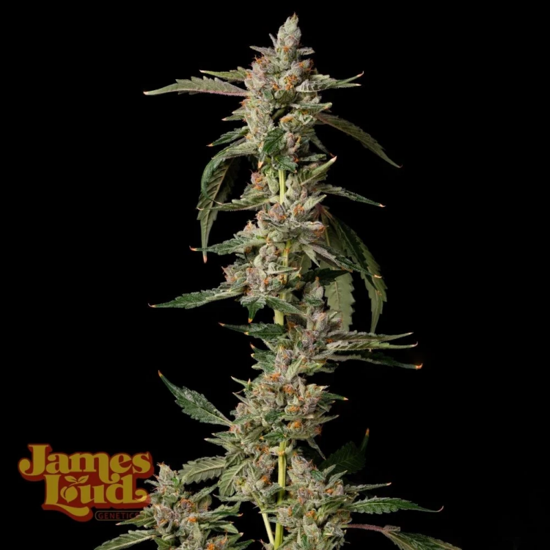 James Loud Genetics > Purple Punch Gelato Auto