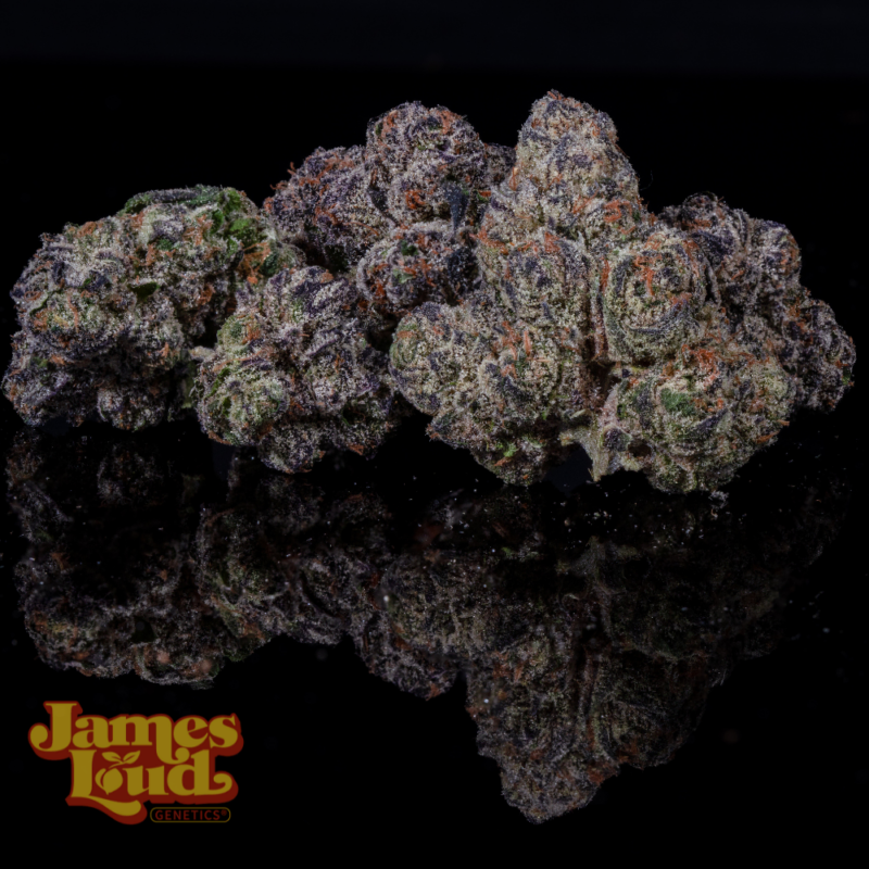 James Loud Genetics > Purple Punch OG Auto Bud