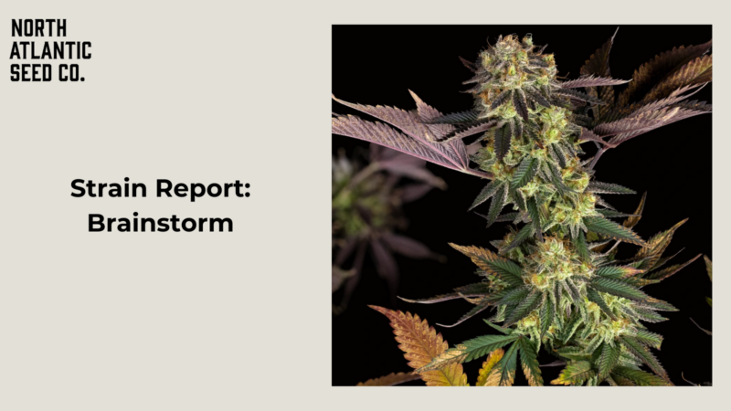 Smoke Report: Brainstorm by Dirty Bird Genetics